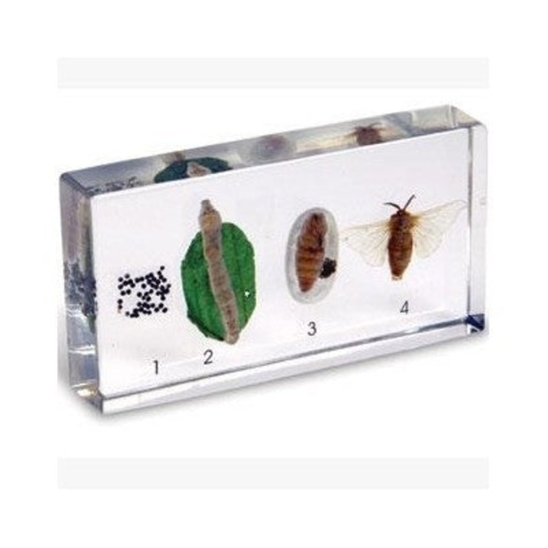 Real Life Science Specimens – Silkworm Life Cycle