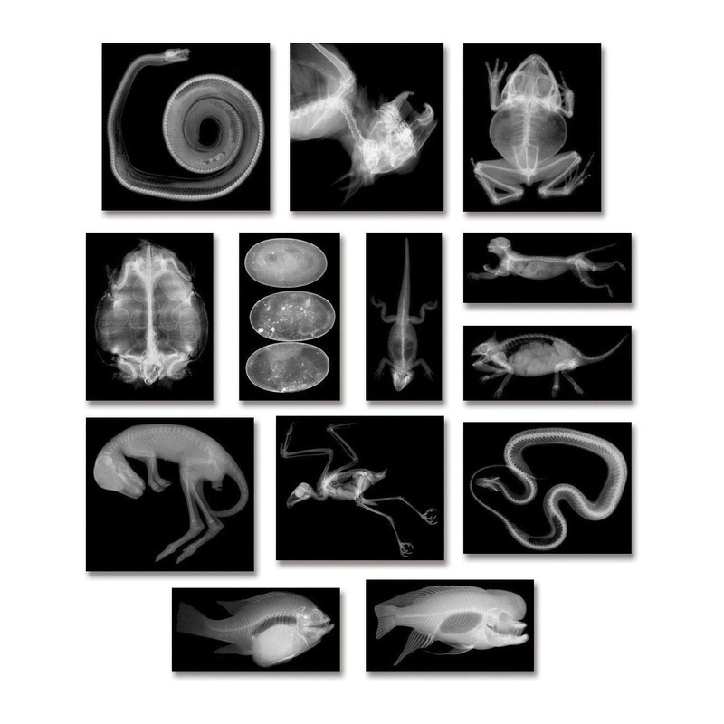 Roylco R5910 Animal X-Ray Set, 8″ x 10″ Size