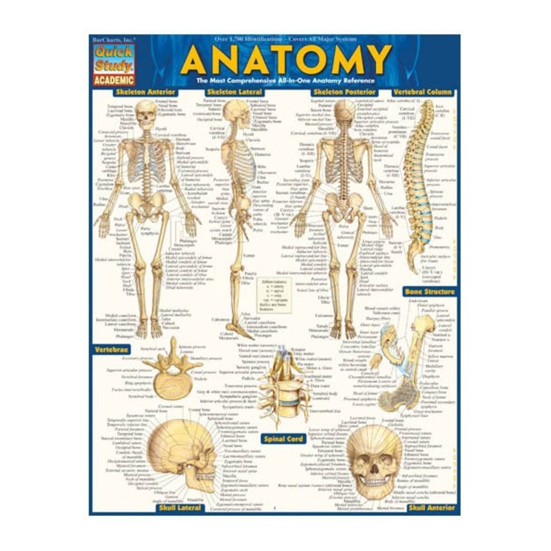 QuickStudy Anatomy