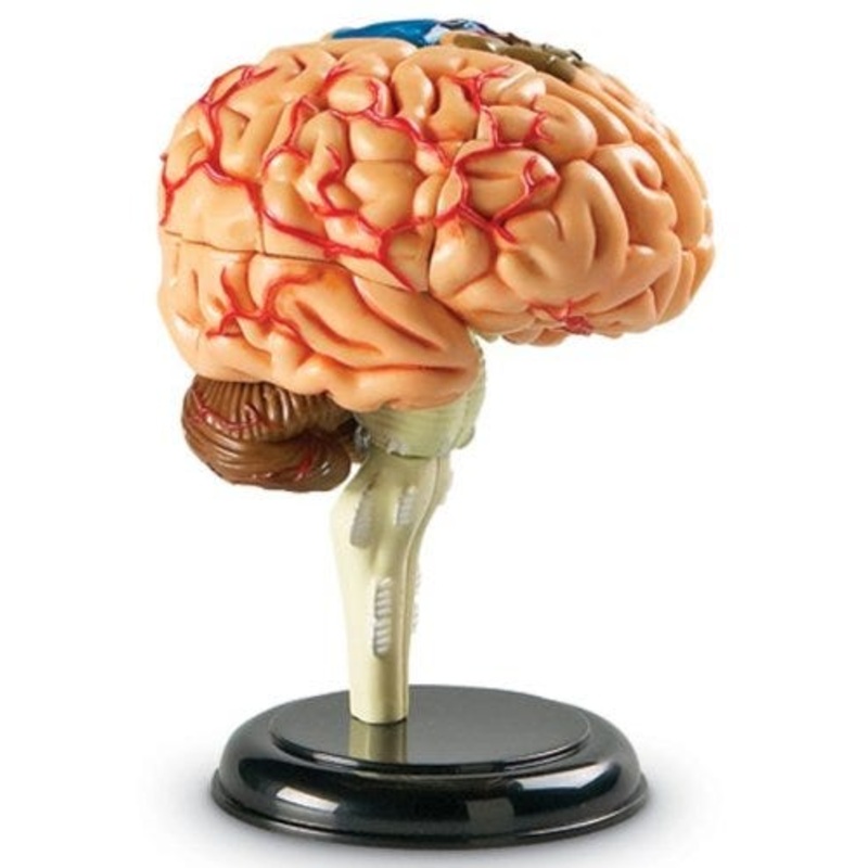 Brain Anatomy Model